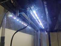 Leddy Tube PLANT 16w dł.70cm Aquael Glossy 100