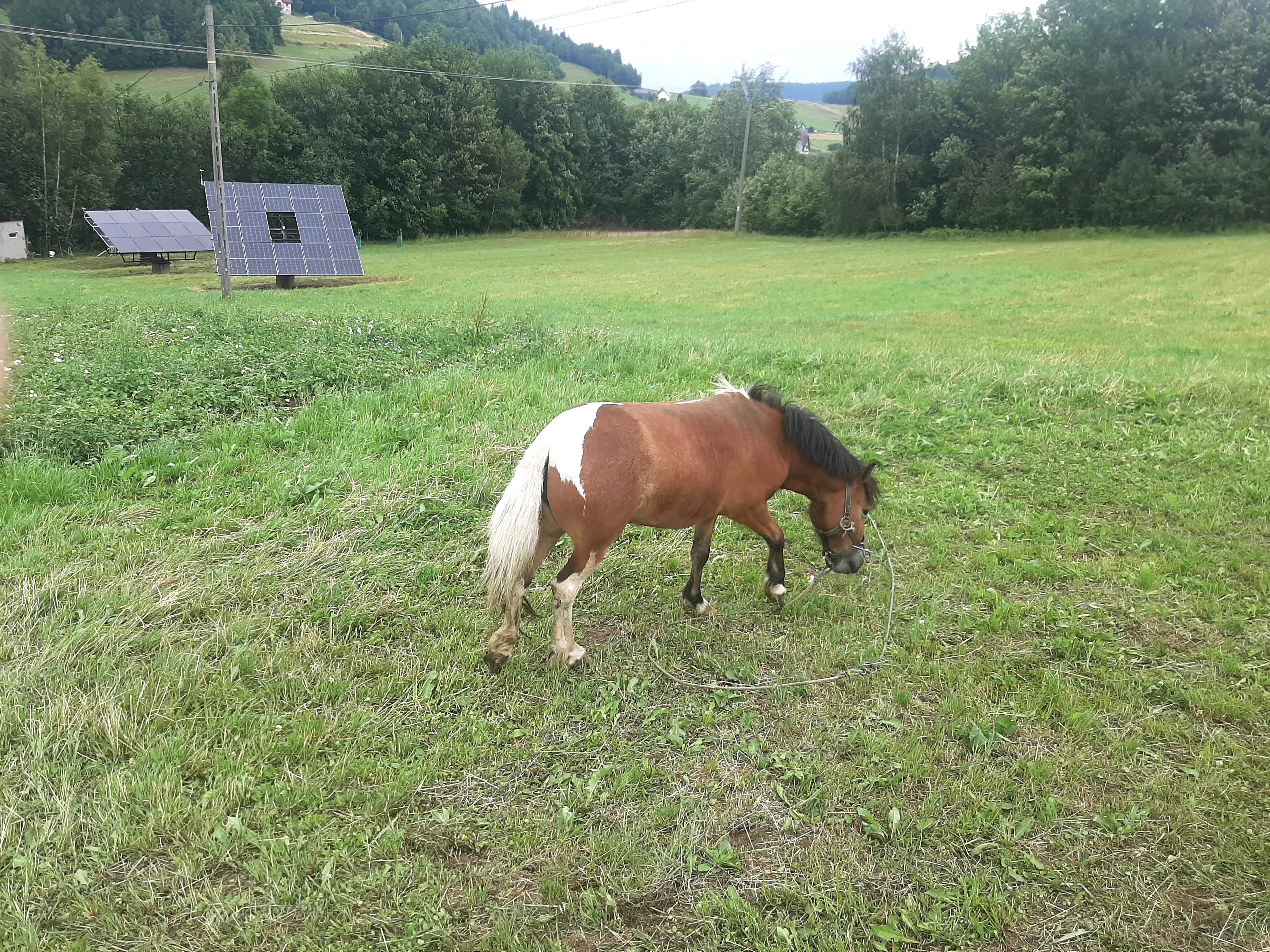 Kucyk      Klacz
