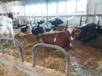 Inseminacja bydła ( krowy, jałówki ). INSEMINATOR. Zacielanie bydła.