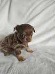 Sprzedam pieska Chihuahua