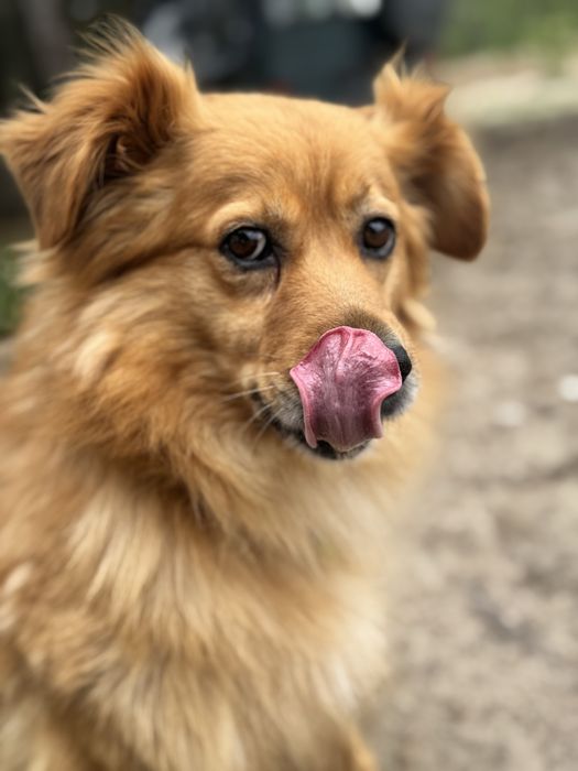 Pufcio rudy kudłaczek, puchaty miś do adopcji