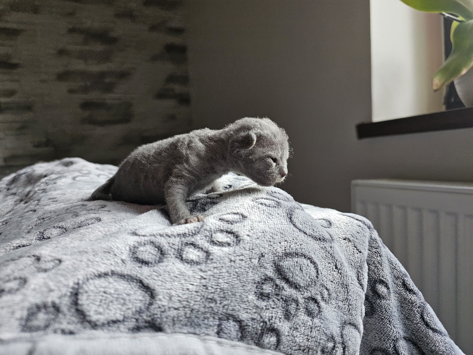 Kocurek Devon Rex, rodowód FPL