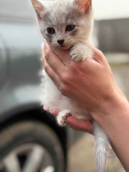 Кошенята в добрі руки