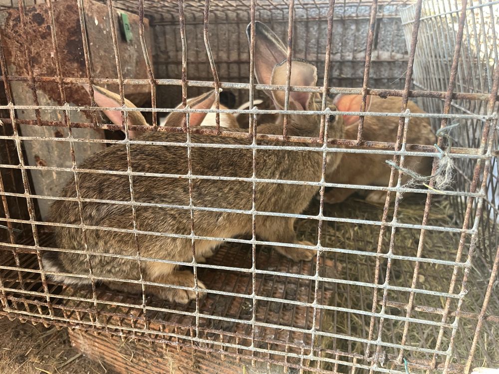 Coelhos para venda unidade