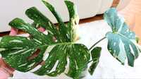 Monstera Thaiconstelation