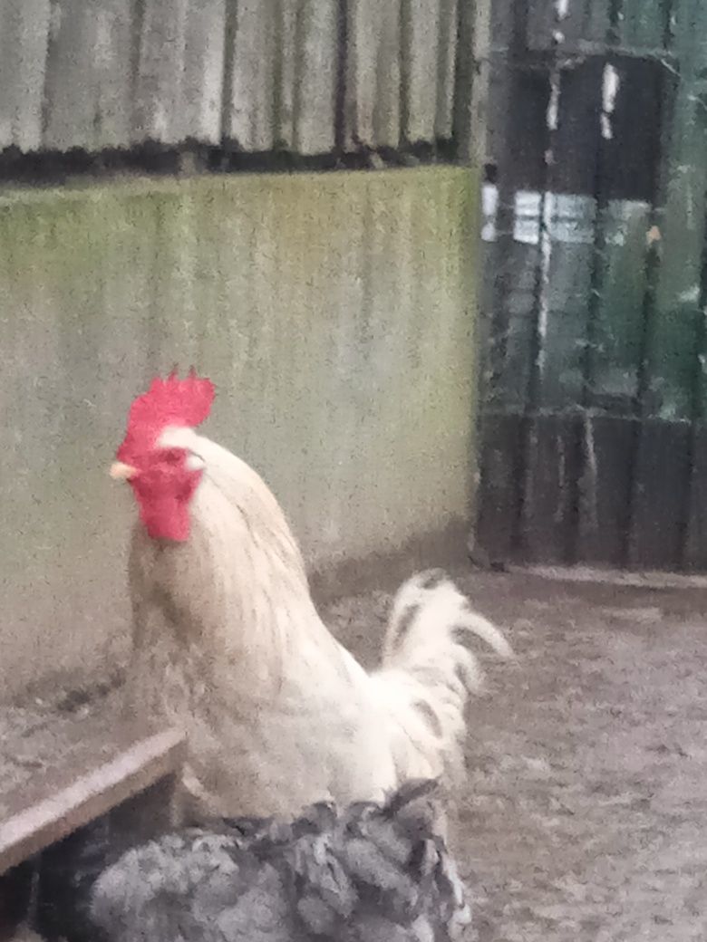 Sprzedam koguta leghorn