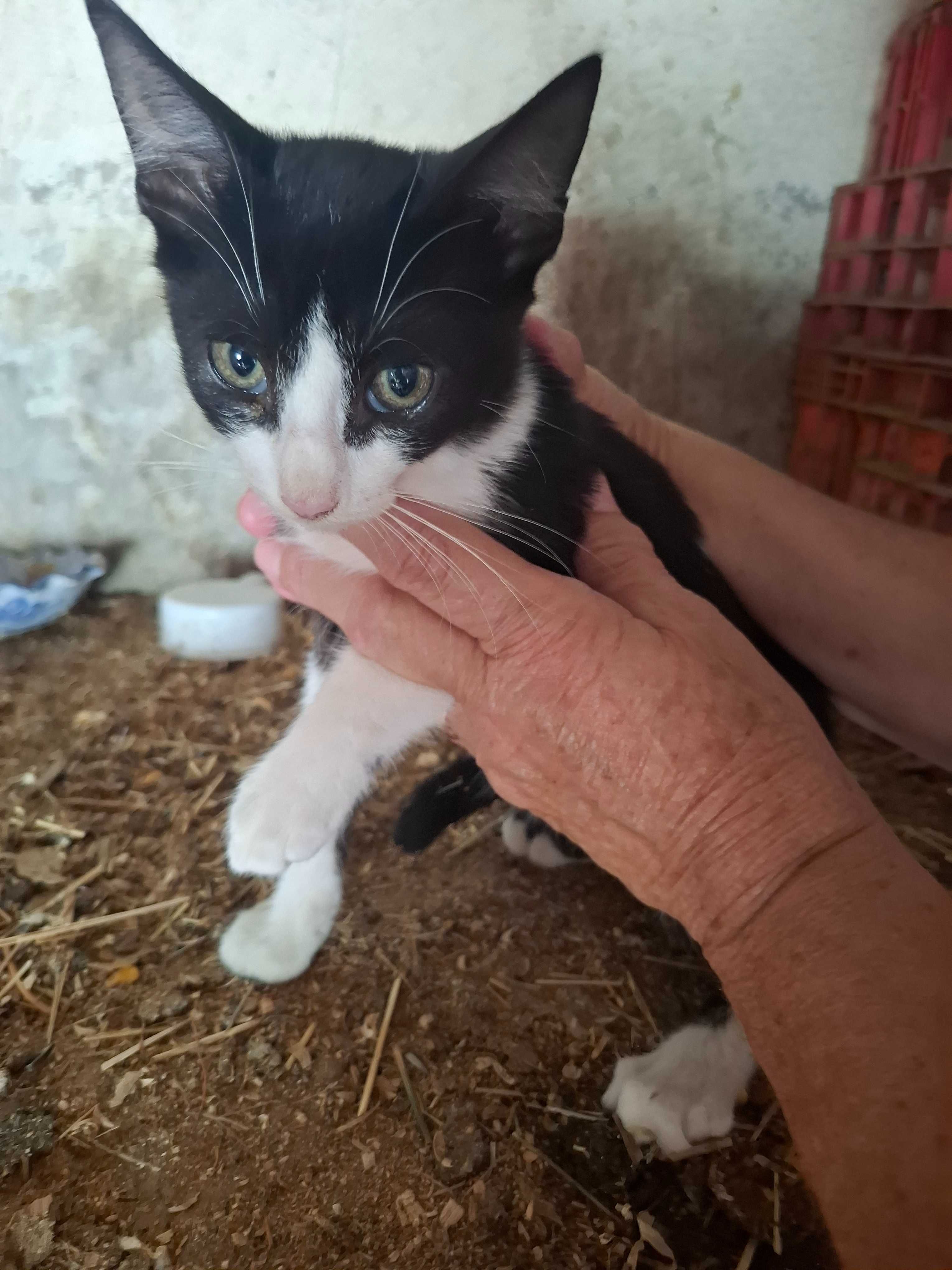 Gatinhos bebés cercas 3 meses