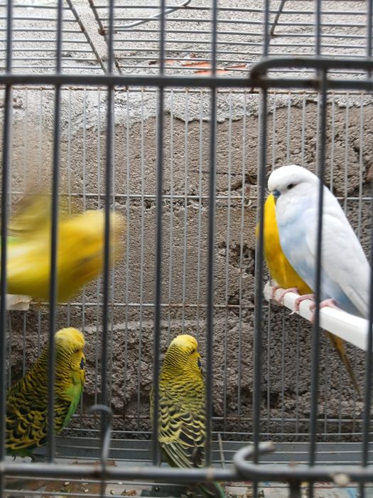 Periquitos  lngleses