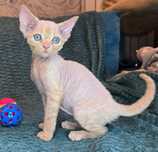 Devon rex FPL kremowy  chłopiec do hodowli