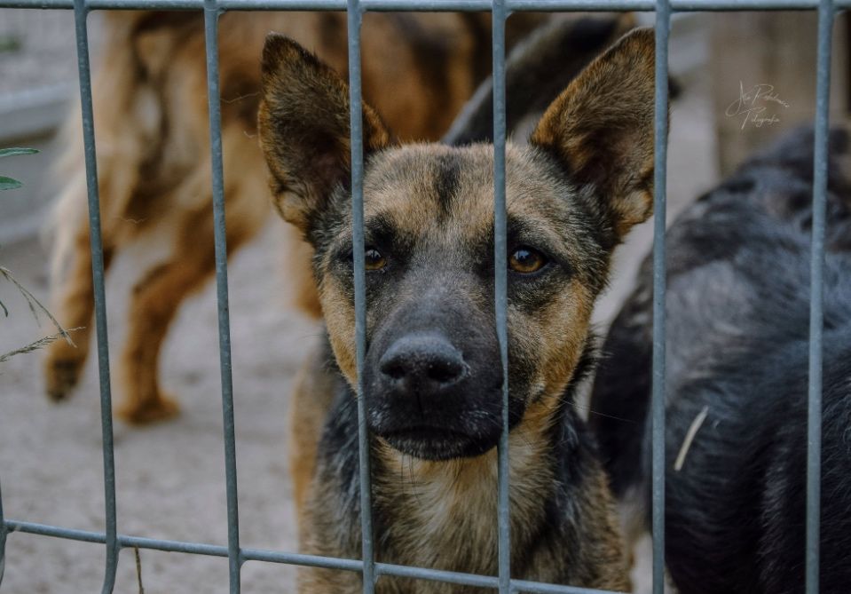 Te oczy proszą o nowy dom! Adoptuj Uszatka!