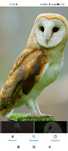 Tyto alba , juvenis