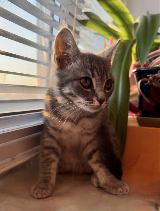 Котенок британцы кошеня британец британскої киця в добрі руки