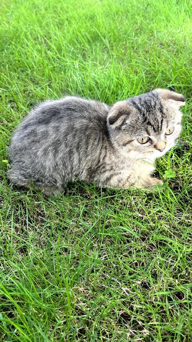 Gatinho "Scottish Fold"