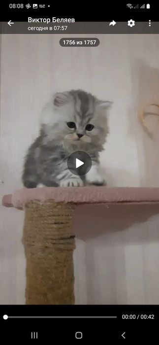 Котята пародистф