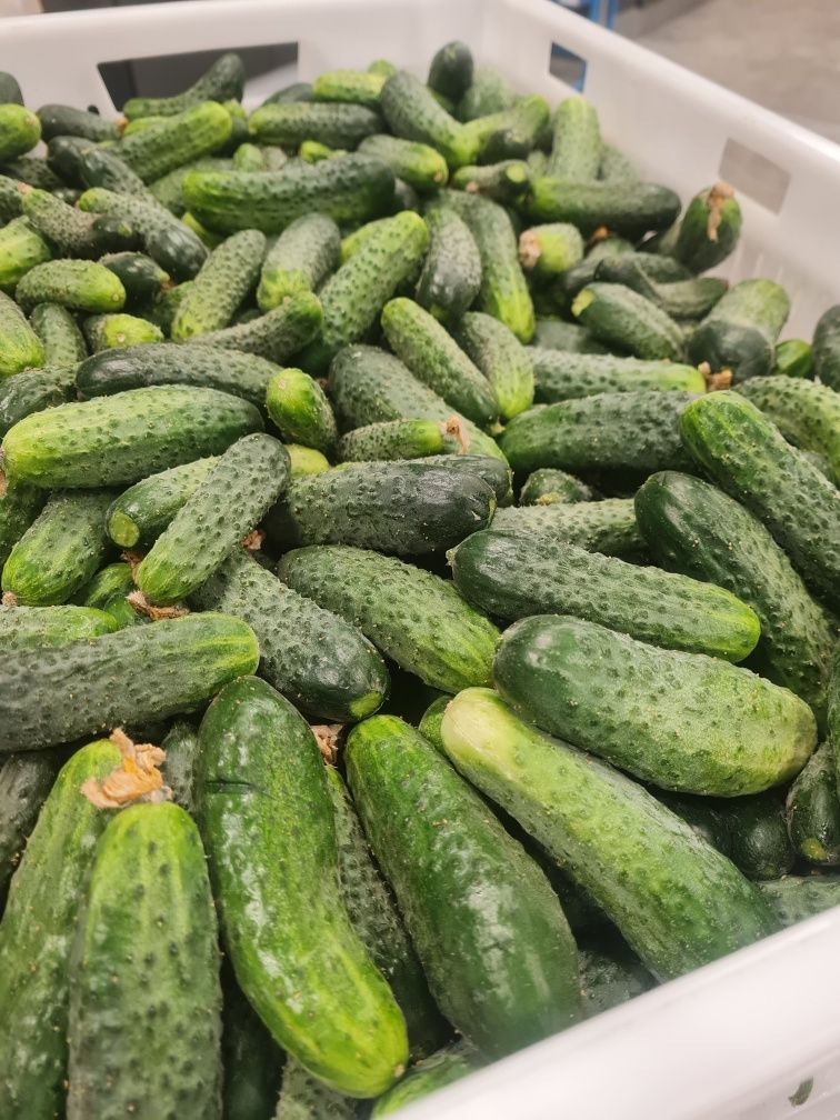 Продам огірки домашні