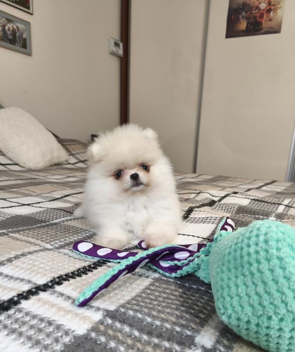 Szpic miniaturowy pomeranian