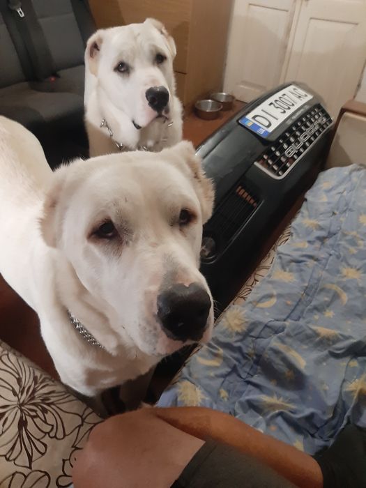 Тато Джоньо.Мама Стела.