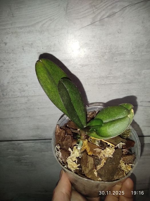 Орхидея фаленопсис Rotterdam Роттердам