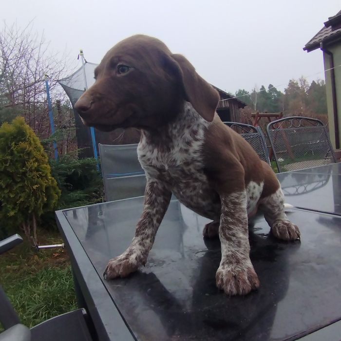 Wyżeł Niemiecki Krótkowłosy