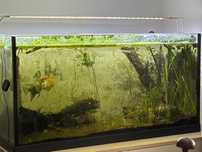 Aquário 100cm 250l