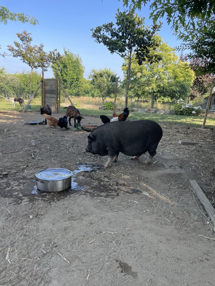 Cabras anãs e porca fêmeas