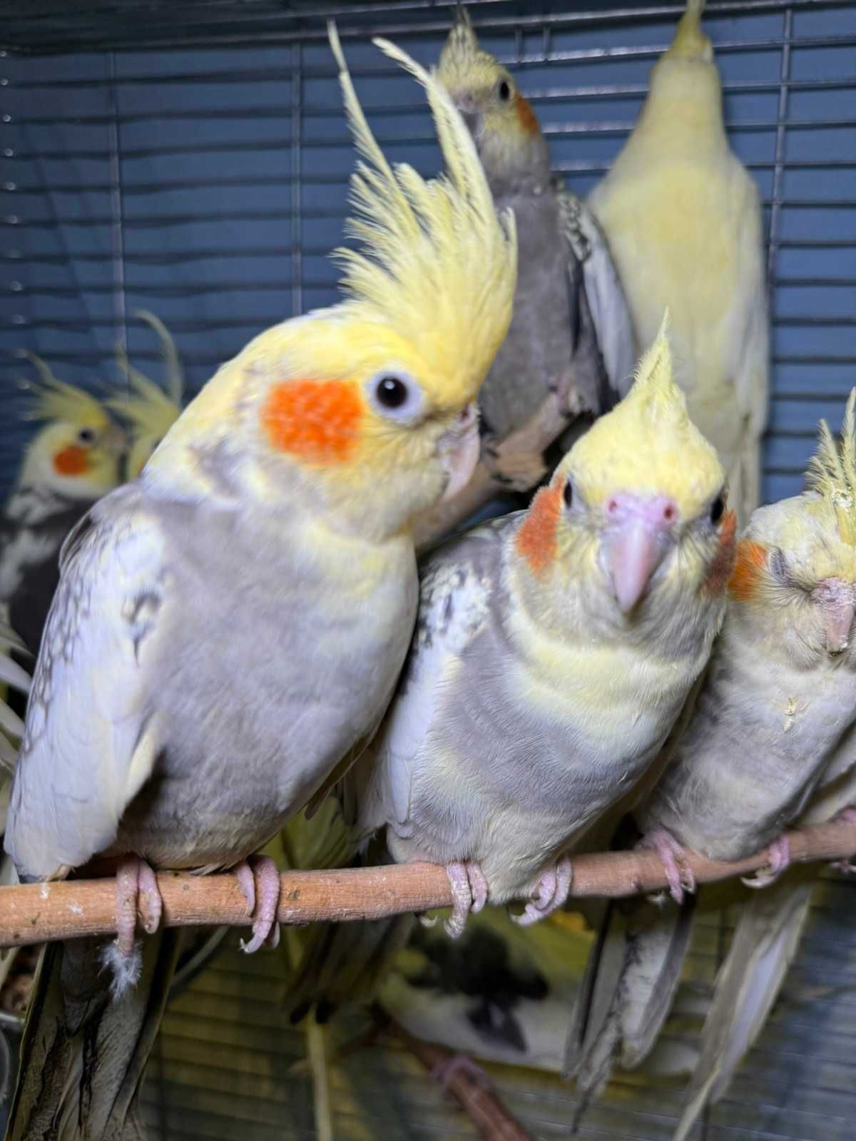 Попугай Корелла, хохлатый сказочный попугай, окрасы разные птенцы