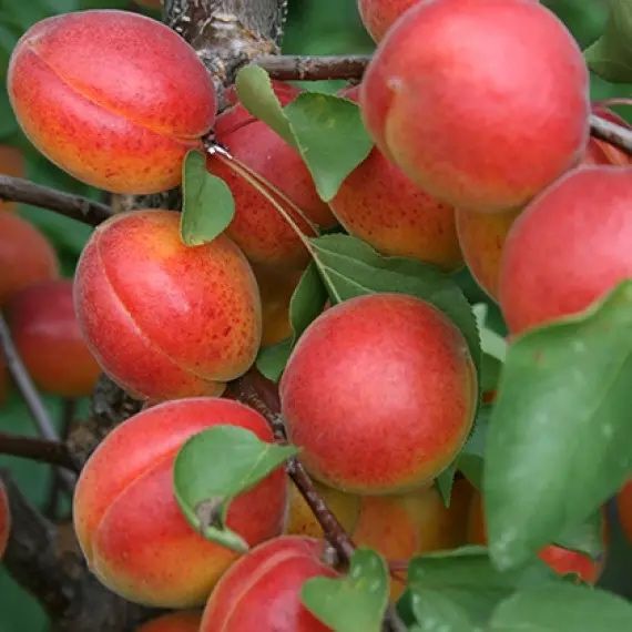 Продам саджанці сажанці абрикоса