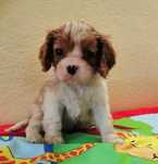 Cavalier King Charles spaniel
