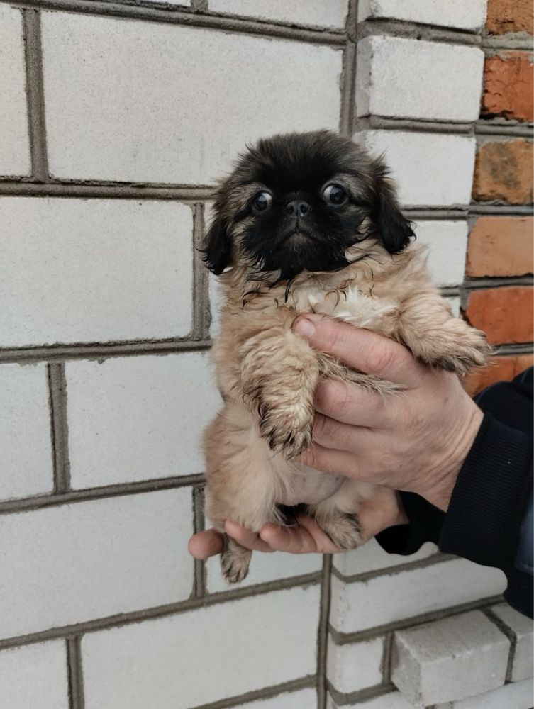Продам цуценят Пекінеса