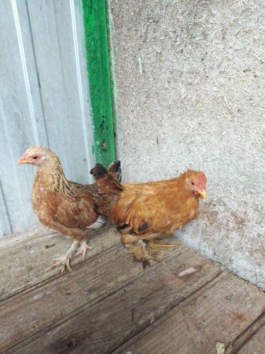 Продам Декоративних курчат