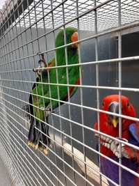 Casal papagaios elecletus