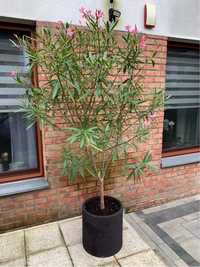 Oleander 2,5 m z donicą