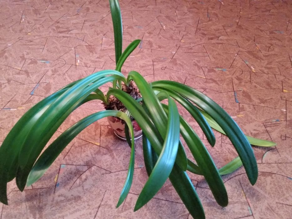 Гіпераструм (амаріліс) червоний