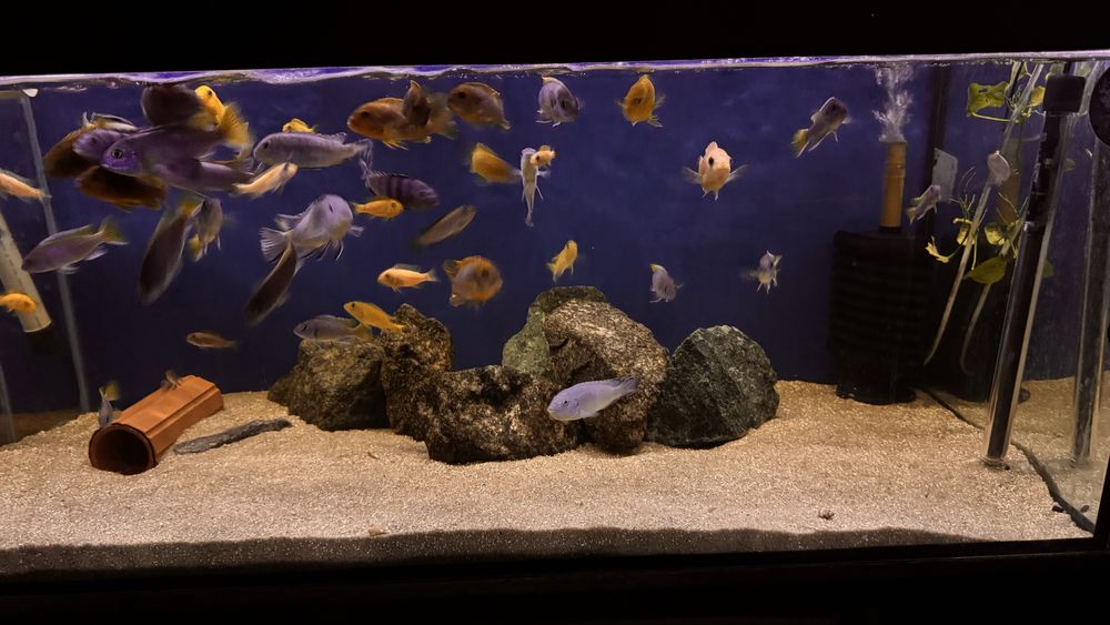 Zamienie Malawi na Tanganike Akwarium nr 2