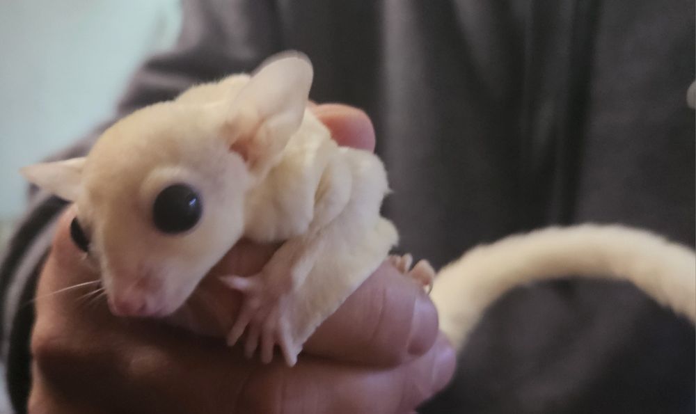 Lotopałanka karłowata biała.