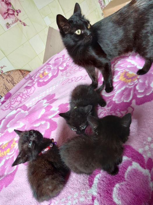 Котята в добрые руки!