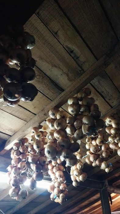 Vendo cebolas brancas muito boas