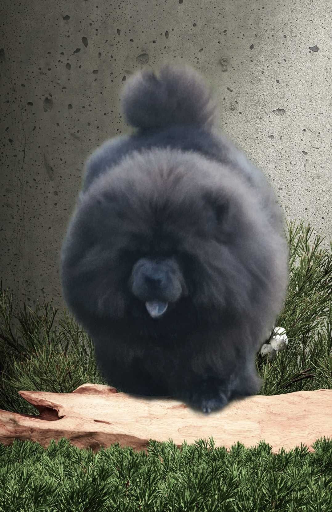 ***Chow Chow piękny masywny miś ***