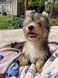 piesek Yorkshire Terrier merle