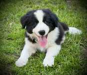 Border collie ZKwP/FCI -piekny klasyczny chlopak