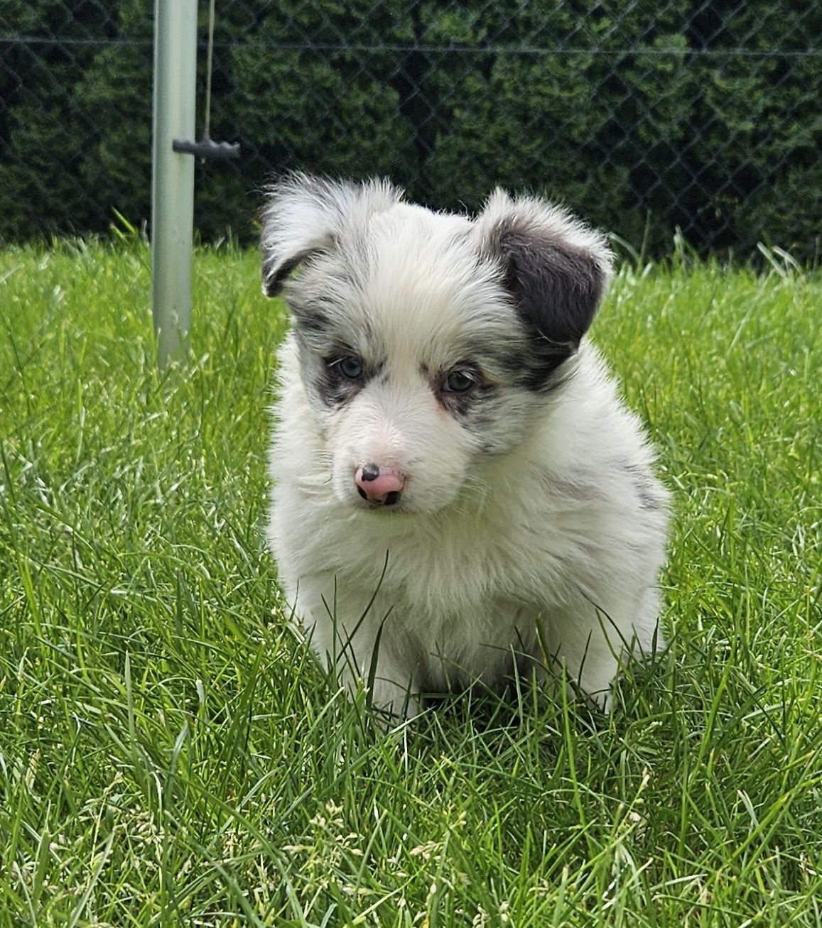 Border collie blue merle