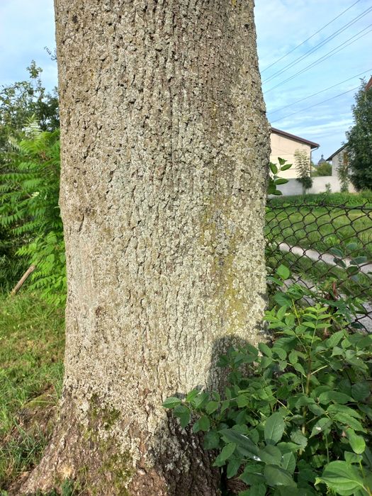 Дерева,пиломатеріали,дошка,брус