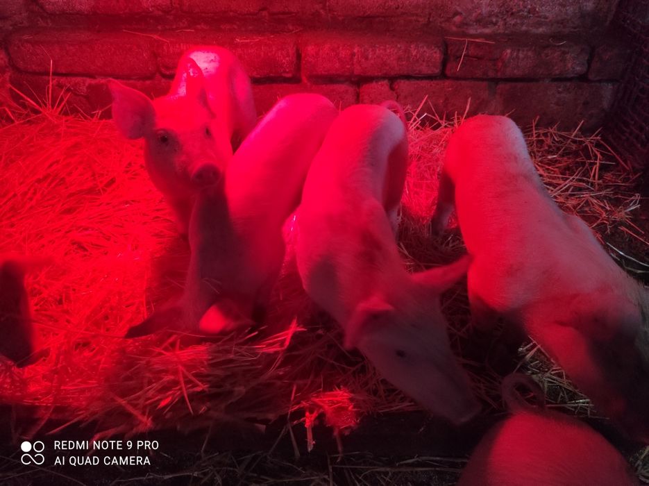 Продам поросят м'ясної породи