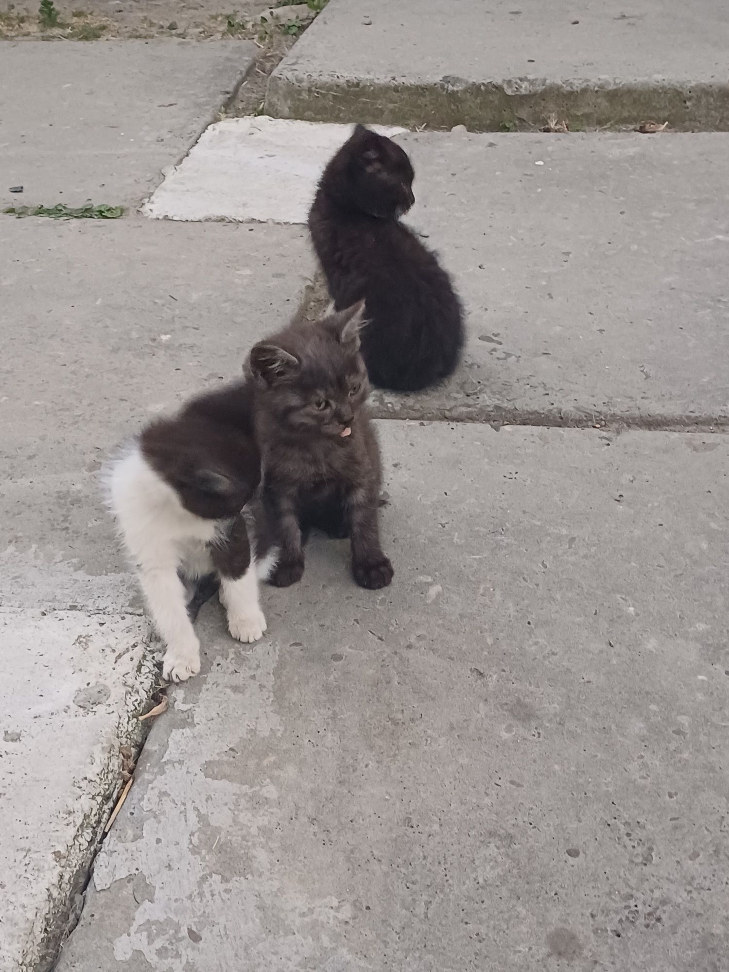 Кошенята у добрі руки