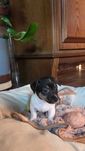Jack russell fêmea