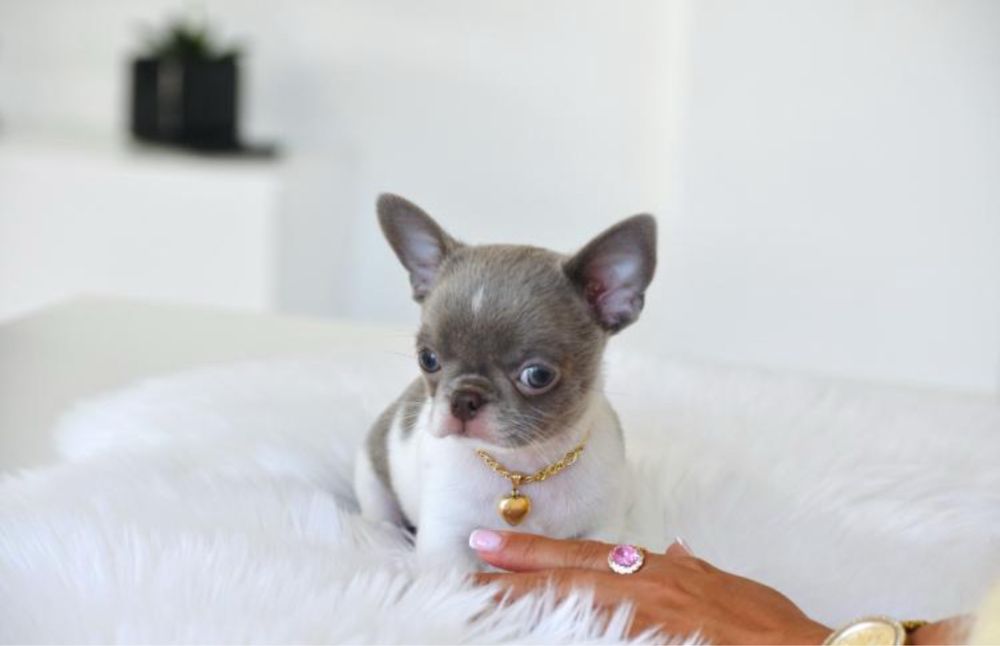 Chihuahua piękny biało-liliowy piesek