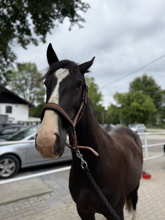 Wałach tinker x kwpn