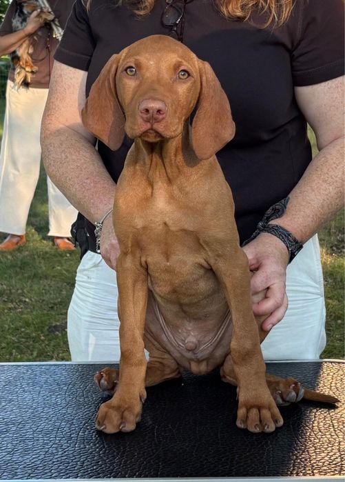 Piesek - wyzeł węgierski FCI