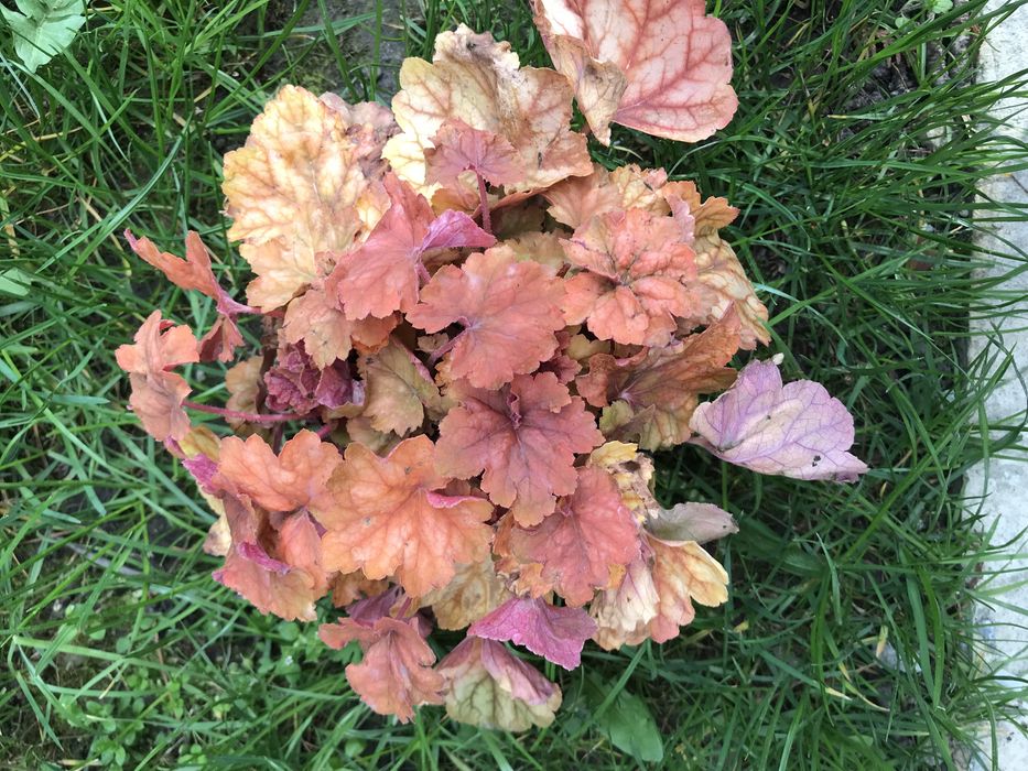 Гейхери сортові в наявності