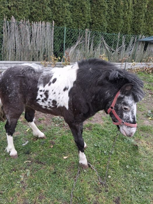 Sprzedam konika (kuca)